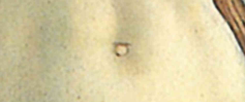 A close-up of Venus' navel. A close-up of Venus' navel.